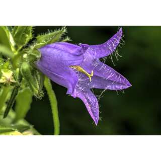 Nesselblättrige Glockenblume - Campanula trachelium...