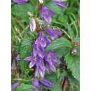 Nesselblättrige Glockenblume - Campanula trachelium...