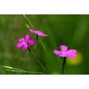 Kartäuser-Nelke - Dianthus carthusianorum - BIOSAMEN