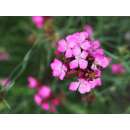 Kartäuser-Nelke - Dianthus carthusianorum - BIOSAMEN