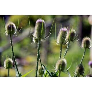 Wilde Karde - Dipsacus fullonum - Demeter biologische Samen