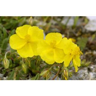 Gemeines Sonnenröschen - Helianthemum nummularium -...