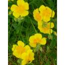 Gemeines Sonnenröschen - Helianthemum nummularium - BIOSAMEN