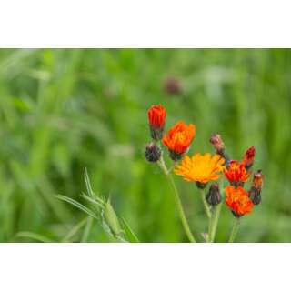 Orangerotes Habichtskraut - Hieracium aurantiacum - BIOSAMEN