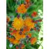 Orangerotes Habichtskraut - Hieracium aurantiacum - BIOSAMEN