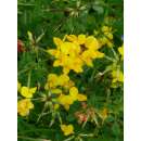 Gewöhnlicher Hornklee - Lotus corniculatus - BIOSAMEN