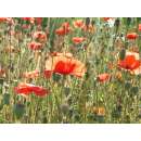 Mohn, Klatschmohn - Papaver rhoeas - BIOSAMEN