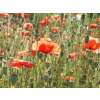 Mohn, Klatschmohn - Papaver rhoeas - BIOSAMEN