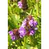 Grossblütige Braunelle  - Prunella grandiflora - Samen