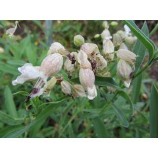 Gewöhnliches Leimkraut - Silene vulgaris - BIOSAMEN