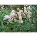 Gewöhnliches Leimkraut - Silene vulgaris - BIOSAMEN