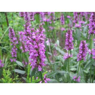 Echte Betonie - Stachys officinalis - BIOSAMEN