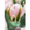 Viridiflora-Tulpe China Town - Tulipa - 10 Zwiebeln