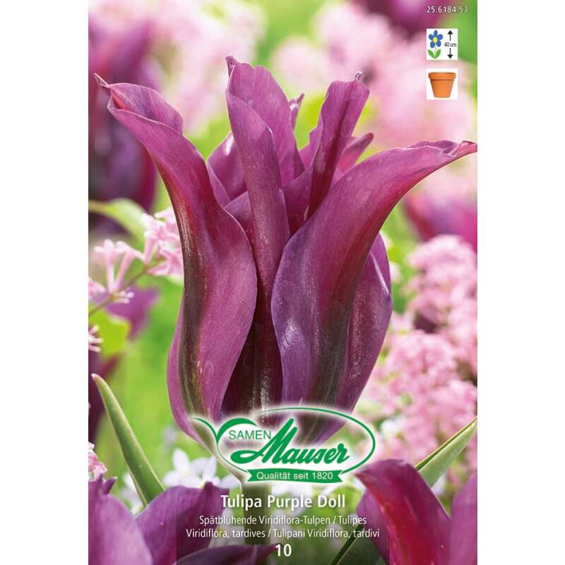 Viridiflora-Tulpe Purple Doll - Tulipa - 10 Zwiebeln