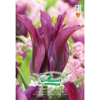 Viridiflora-Tulpe Purple Doll - Tulipa - 9 Zwiebeln