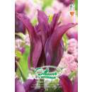 Viridiflora-Tulpe Purple Doll - Tulipa - 9 Zwiebeln
