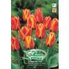 Greigii-Tulpe Cape Cod - Tulipa - 10 Zwiebeln