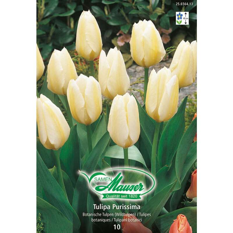 Fosteriana-Tulpe Purissima - Tulipa - 10 Zwiebeln