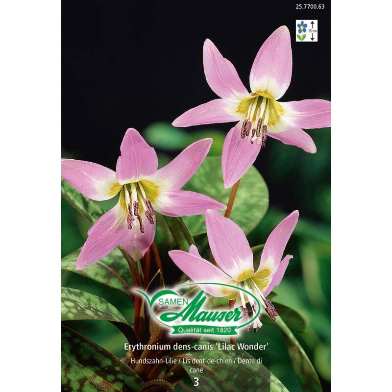 Hundszahn-Lilie Lilac Wonder - Erythronium dens-canis - 3 Zwiebeln