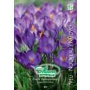 Elfen-Krokus - Crocus tommasinianus - 20 Knollen