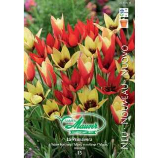 Tulpenmischung La Primavera - Tulipa - 15 Zwiebeln