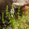 Bergminze, Thymianblättrige Felsenlippe - Micromeria thymifolia - Samen