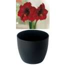 Gloria Amaryllis Royal Velvet mit Cachepot - 1 Zwiebel