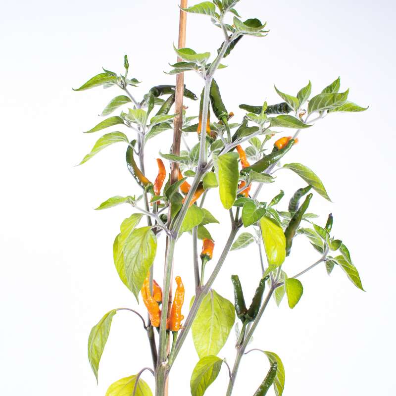 Chili Arcata Golden - Capsicum annuum - Samen