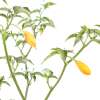 Chili Aji Mandarin - Capsicum baccatum - Samen