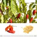 Chili Aji Red Orange - Capsicum baccatum - Samen