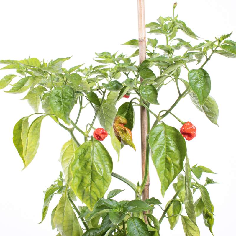 Chili Aji Rojo - Capsicum baccatum - Samen