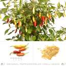Chili Amachito Rosso - Capsicum annuum - Samen