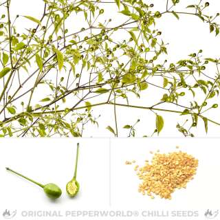 Chili Chiltepin Sonora Orange - Capsicum annuum - Samen