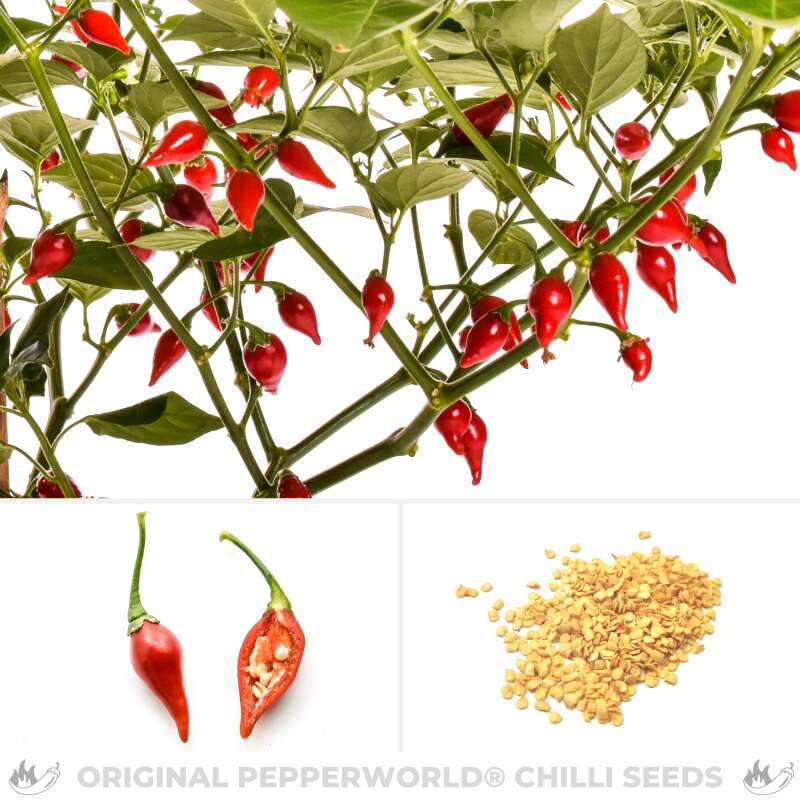 Chili Chupetihna - Capsicum chinense - Samen