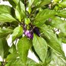 Chili Czechoslovakian Black - Capsicum annuum - Samen