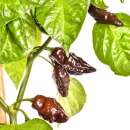 Chili Devil`s Tongue Chocolate - Capsicum chinense - Samen