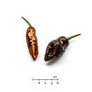 Chili Devil`s Tongue Chocolate - Capsicum chinense - Samen