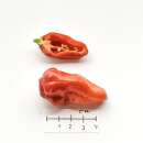Chili Devil`s Tongue Red - Capsicum chinense - Samen