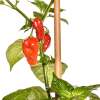 Chili Devil`s Tongue Red - Capsicum chinense - Samen