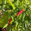 Chili Duke Aji - Capsicum baccatum - Samen