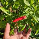 Chili Duke Aji - Capsicum baccatum - Samen