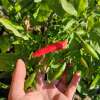 Chili Duke Aji - Capsicum baccatum - Samen