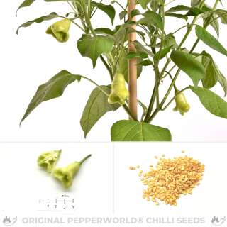 Chili Dulce Sol - Capsicum baccatum - Samen