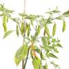 Chili Giallo Arancio - Capsicum baccatum - Samen