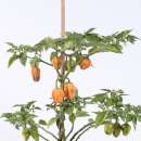 Chili Habanero Batusta Orange - Capsicum chinense - Samen