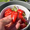 Chili Habanero Umba - Capsicum chinense - Samen