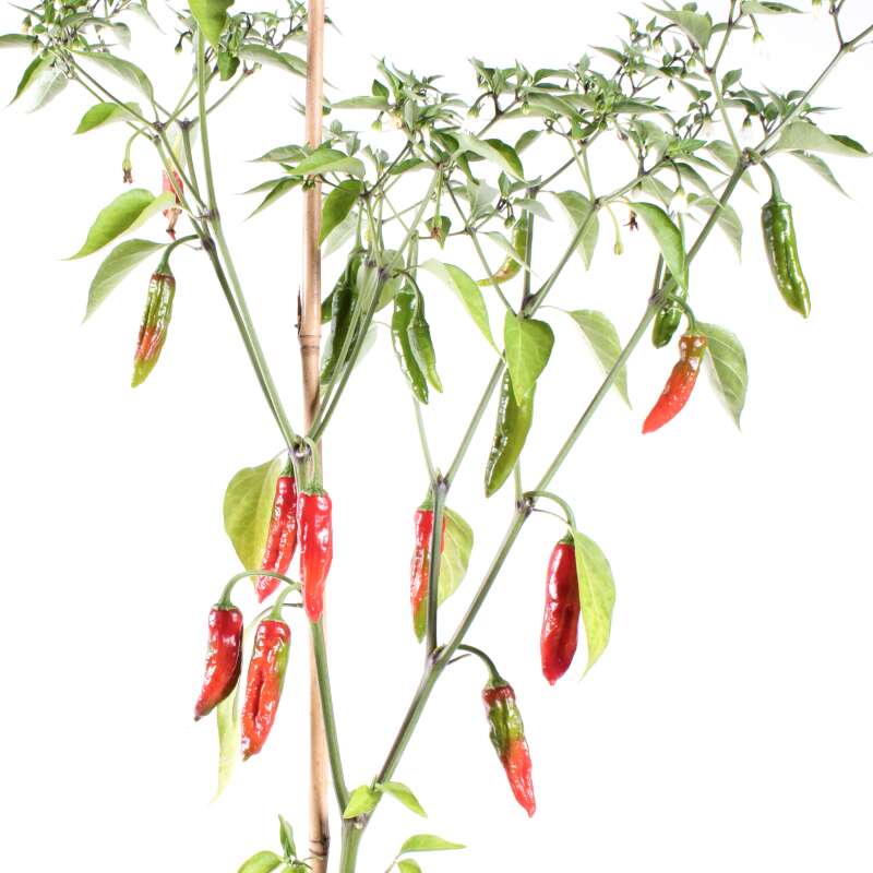 Chili Hawaiin Sweet Red - Capsicum annuum - Samen