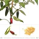 Chili Jalapeno Valor - Capsicum annuum - Samen