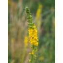 Kleiner Odermennig - Agrimonia eupatoria - Demeter biologische Samen