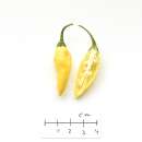 Chili Limon - Capsicum chinense - Samen